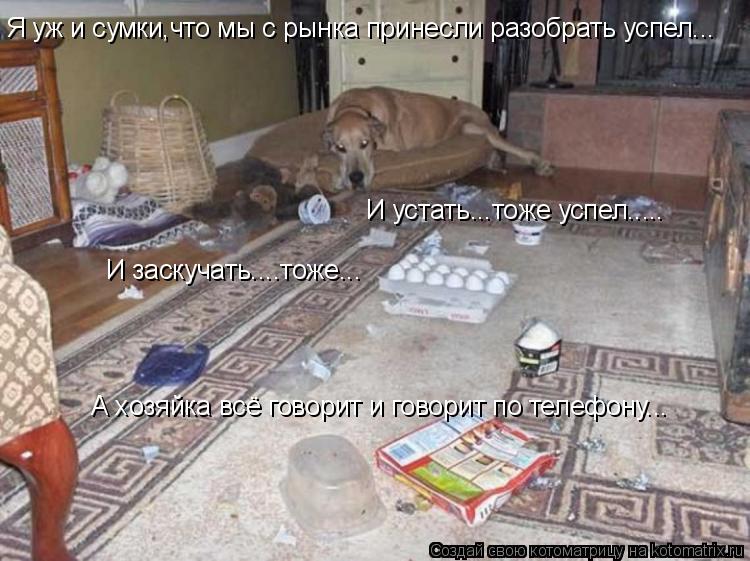 Я уж и сумки,что мы с рынка принесли разобрать успел... И устать...тоже успел..... А хозяйка всё гово... Котоматрица: Я уж и сумки,что мы с рынка принесли разобрать успел... И устать...тоже успел..... А хозяйка всё говорит и говорит по телефону... И заскучать....тож