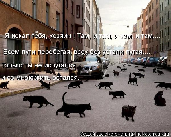 Котоматрица: Я искал тебя, хозяин ! Там, и там, и там, и там.... Всем пути перебегая, всех без устали пугая..... Только ты не испугался, и со мною жить остался.