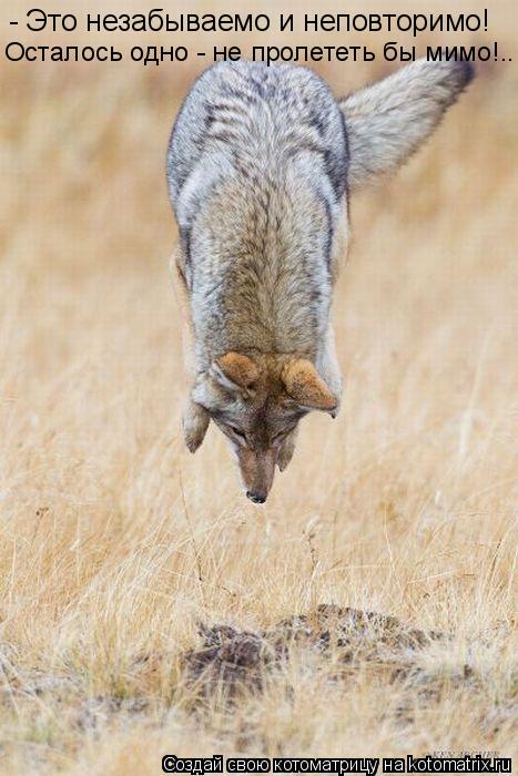 Котоматрица: - Это незабываемо и неповторимо! Осталось одно - не пролететь бы мимо!..
