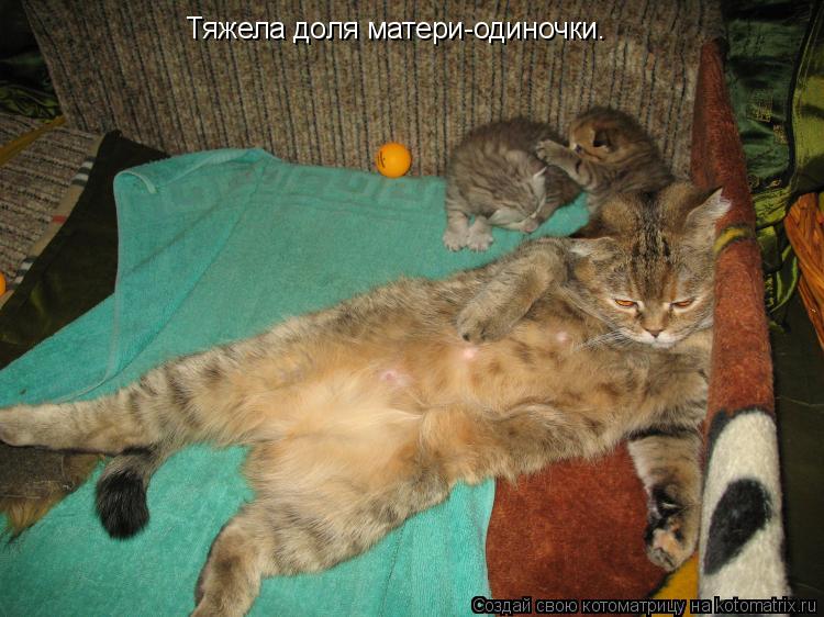 Котоматрица: Тяжела доля матери-одиночки.