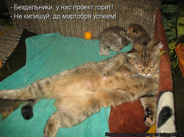 Котоматрица: - Бездельники, у нас проект горит! - Не кипишуй, до мартобря успеем!