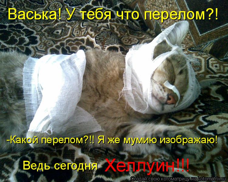 Котоматрица: Васька! У тебя что перелом?! -Какой перелом?!! Я же мумию изображаю! Ведь сегодня Хеллуин!!!