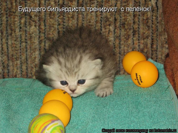 Котоматрица: Будущего бильярдиста тренируют  с пелёнок!