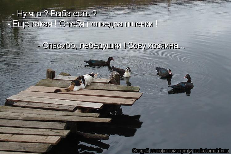 Котоматрица: - Ну что ? Рыба есть ? - Еще какая ! С тебя полведра пшенки ! - Спасибо, лебёдушки ! Зову хозяина...