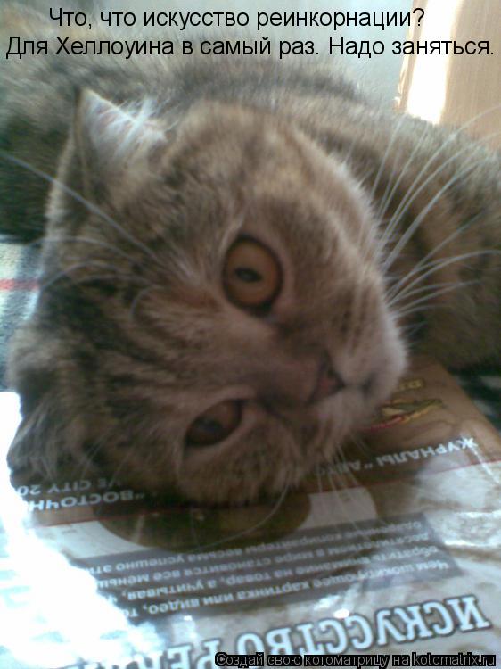 Котоматрица: Что, что искусство реинкорнации? Для Хеллоуина в самый раз. Надо заняться.