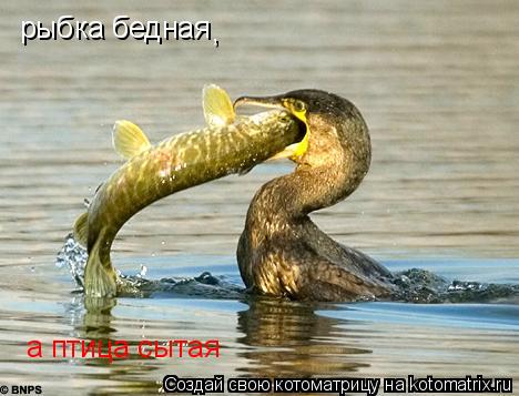 Котоматрица: рыбка бедная , а птица сытая