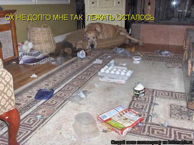 Котоматрица: ОХ НЕ ДОЛГО МНЕ ТАК  ЛЕЖАТЬ ОСТАЛОСЬ