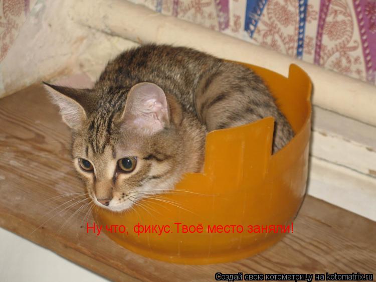 Котоматрица: Ну что, фикус.Твоё место заняли!