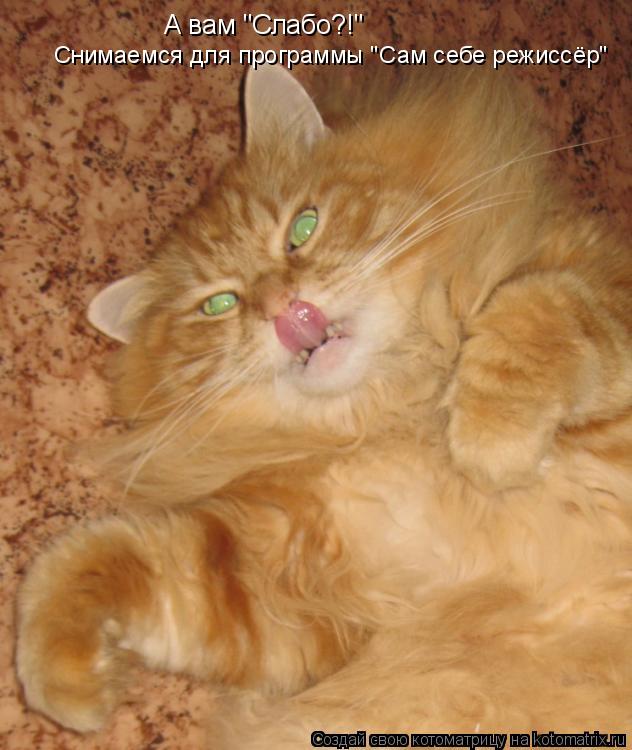 Котоматрица: А вам "Слабо?!"  Снимаемся для программы "Сам себе режиссёр"