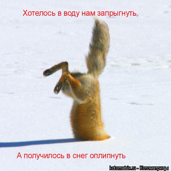 Котоматрица: Хотелось в воду нам запрыгнуть, А получилось в снег оплипнуть