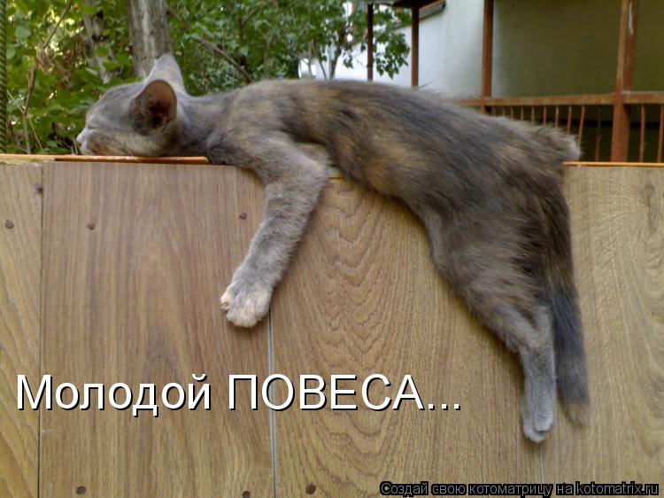 Котоматрица: Молодой ПОВЕСА...