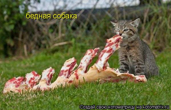 Котоматрица: бедная собака