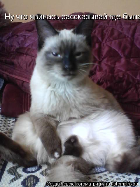 Котоматрица: Ну что явилась,рассказывай где была?