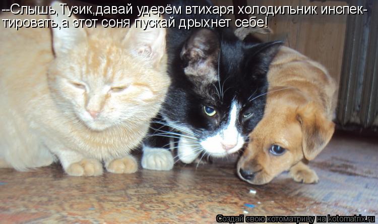 Котоматрица: --Слышь,Тузик,давай удерём втихаря холодильник инспек- тировать,а этот соня пускай дрыхнет себе!