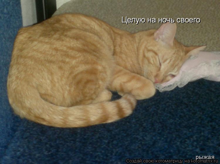 Котоматрица: Целую на ночь своего рыжая