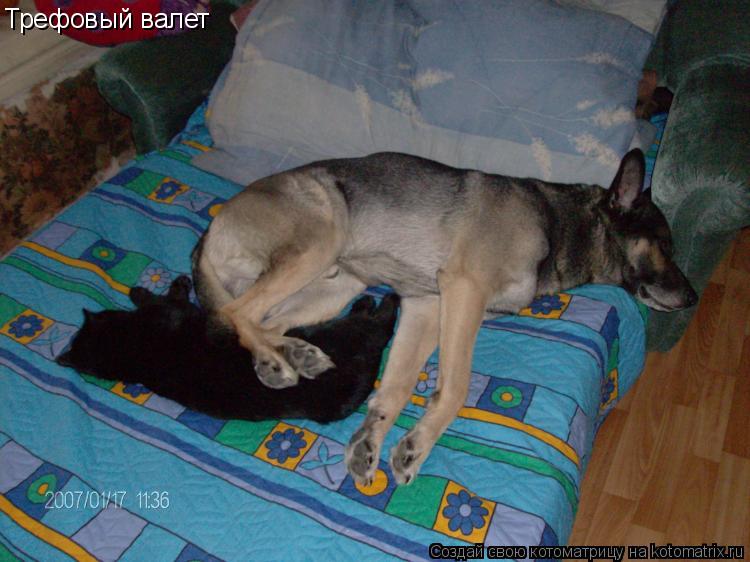 Котоматрица: Трефовый валет