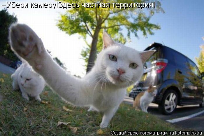 Котоматрица: --Убери камеру!Здесь частная территория!