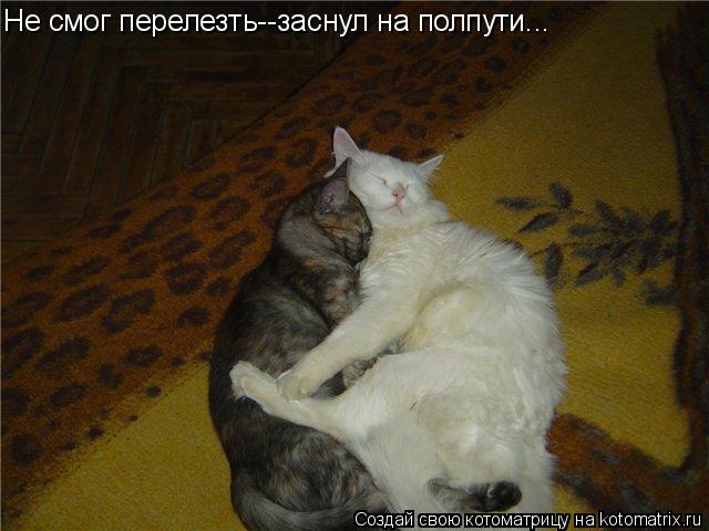 Котоматрица: Не смог перелезть--заснул на полпути...