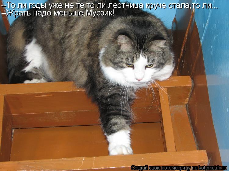 Котоматрица: --То ли годы уже не те,то ли лестница круче стала,то ли... --Жрать надо меньше,Мурзик!