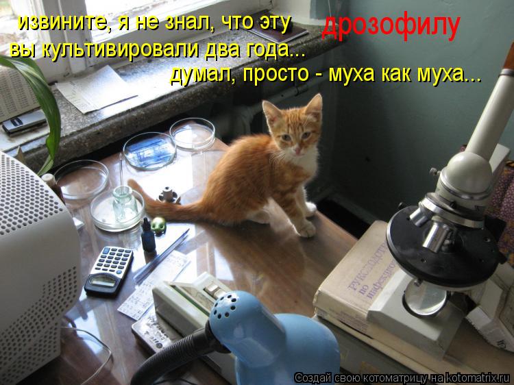 Котоматрица: извините, я не знал, что эту дрозофилу вы культивировали два года... думал, просто - муха как муха...