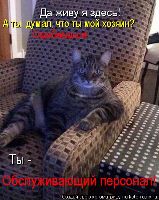 Котоматрица: Да живу я здесь! А ты  думал, что ты мой хозяин? Ошибаешься! Ты - Обслуживающий персонал!