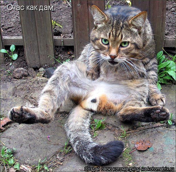 Котоматрица: Счас как дам
