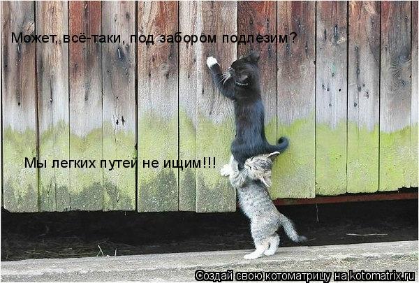 Котоматрица: Мы легких путей не ищим!!! Может, всё-таки, под забором подлезим?