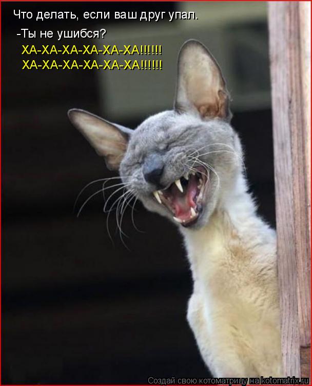 Котоматрица: Что делать, если ваш друг упал. -Ты не ушибся? ХА-ХА-ХА-ХА-ХА-ХА!!!!!! ХА-ХА-ХА-ХА-ХА-ХА!!!!!!