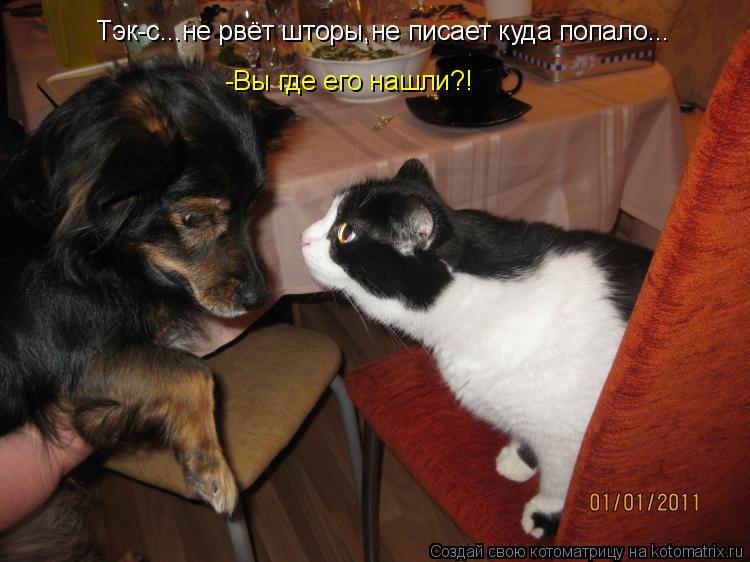 Котоматрица: Тэк-с...не рвёт шторы,не писает куда попало... -Вы где его нашли?!