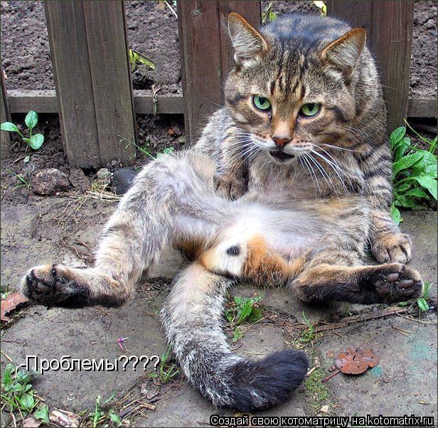 Котоматрица: -Проблемы????
