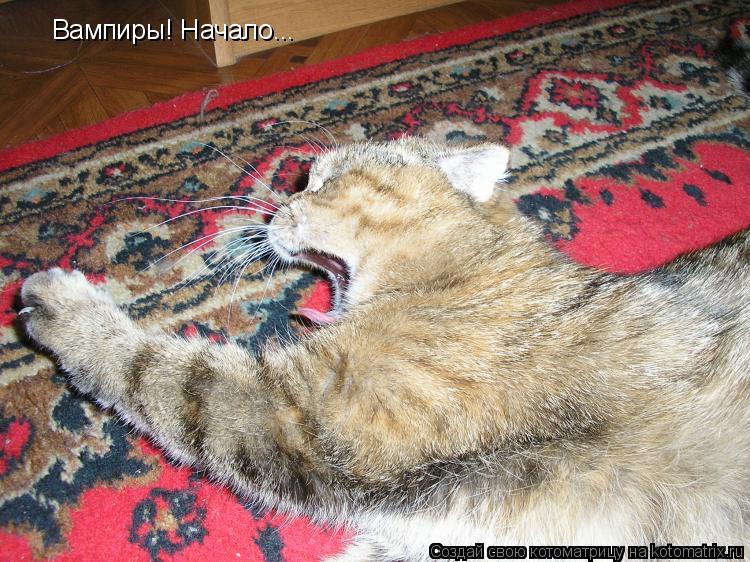 Котоматрица: Вампиры! Начало...
