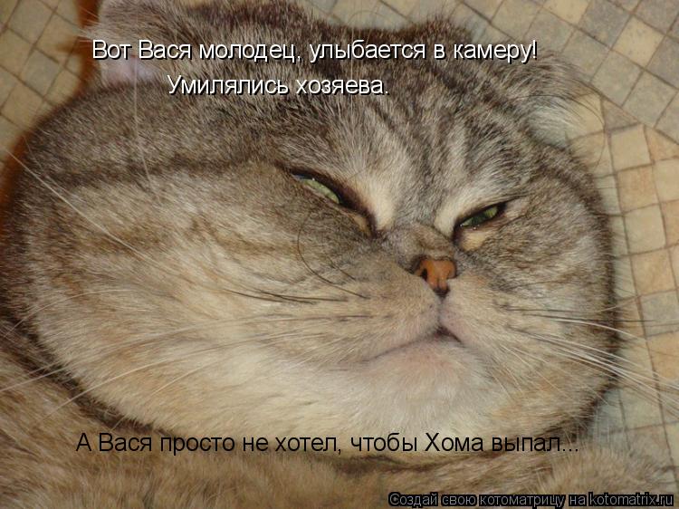 Котоматрица: Вот Вася молодец, улыбается в камеру! Умилялись хозяева. А Вася просто не хотел, чтобы Хома выпал...
