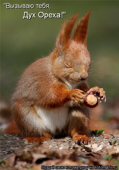 Котоматрица: "Вызываю тебя,  Дух Ореха!"