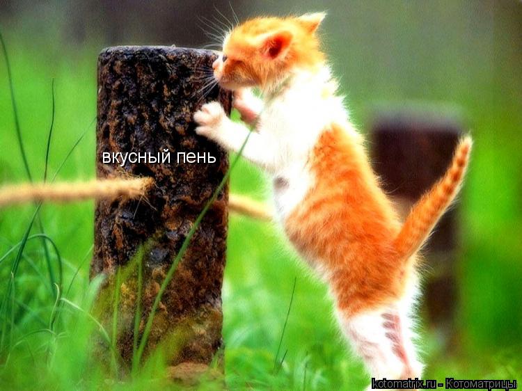 Котоматрица: вкусный пень
