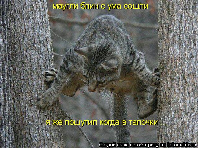 Котоматрица: маугли блин с ума сошли  я же пошутил когда в тапочки ...