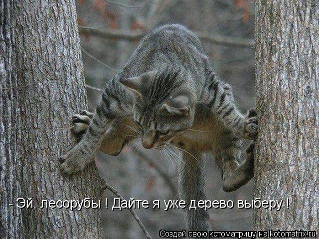 Котоматрица: - Эй, лесорубы ! Дайте я уже дерево выберу !