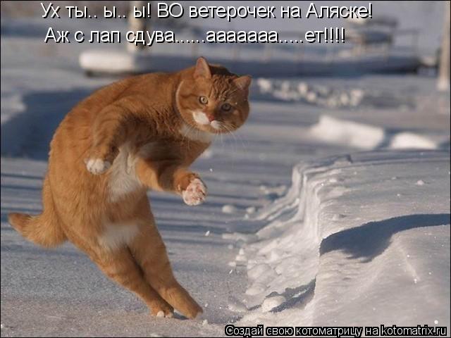Котоматрица: Ух ты.. ы.. ы! ВО ветерочек на Аляске! Аж с лап сдува......ааааааа.....ет!!!!
