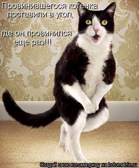 Котоматрица: Провинившегося котенка  поставили в угол, где он провинился ещё раз!!!
