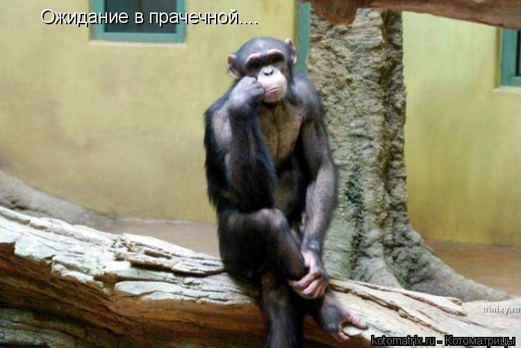 Котоматрица: Ожидание в прачечной....