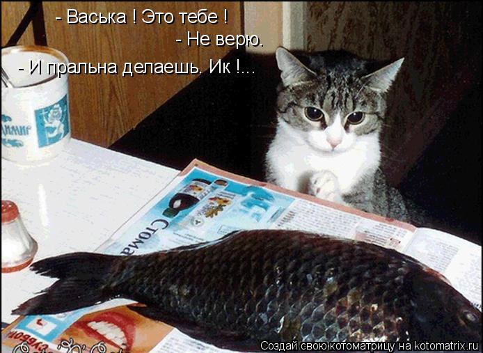 Котоматрица: - Васька ! Это тебе ! - Не верю. - И пральна делаешь. Ик !...