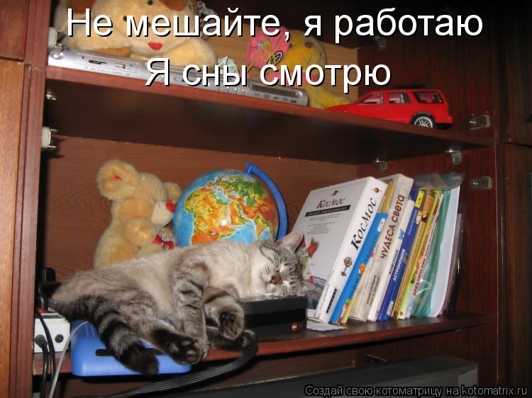 Котоматрица: Не мешайте, я работаю Я сны смотрю