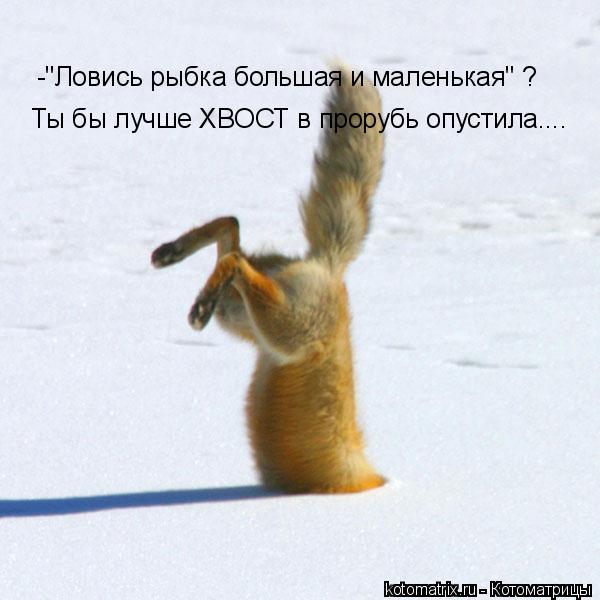 Котоматрица: -"Ловись рыбка большая и маленькая" ? Ты бы лучше ХВОСТ в прорубь опустила....