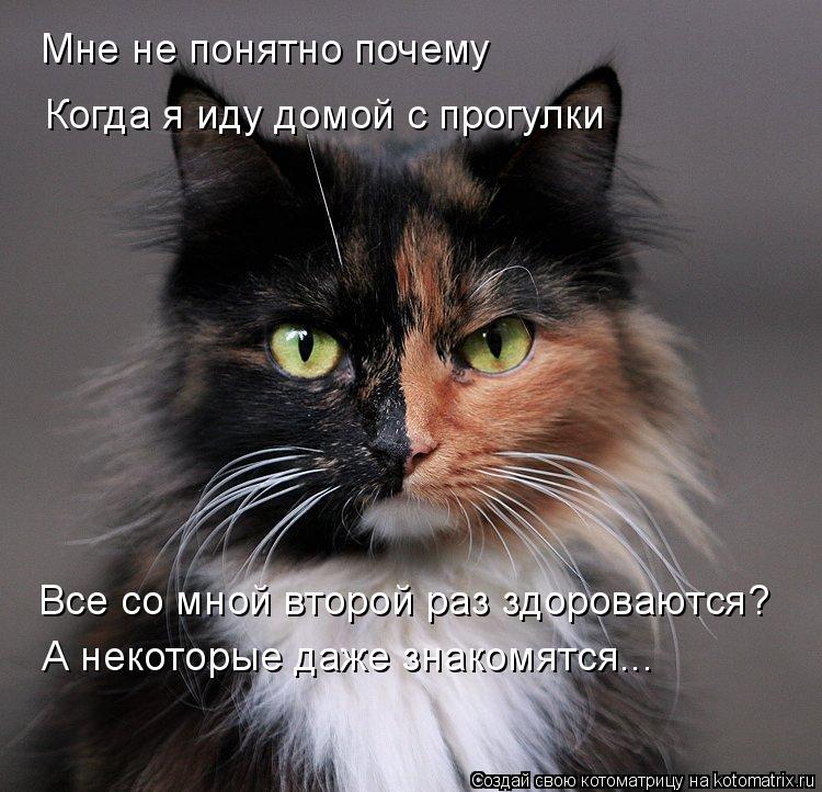Котоматрица: Мне не понятно почему Когда я иду домой с прогулки Все со мной второй раз здороваются? А некоторые даже знакомятся...