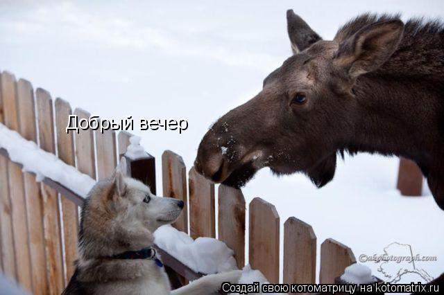 Котоматрица: Добрый вечер