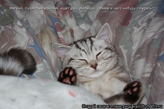 Котоматрица: Мягкий, пушистый комочек ищет дом, любящих хозяев и чего нибудь пожрать!!!)