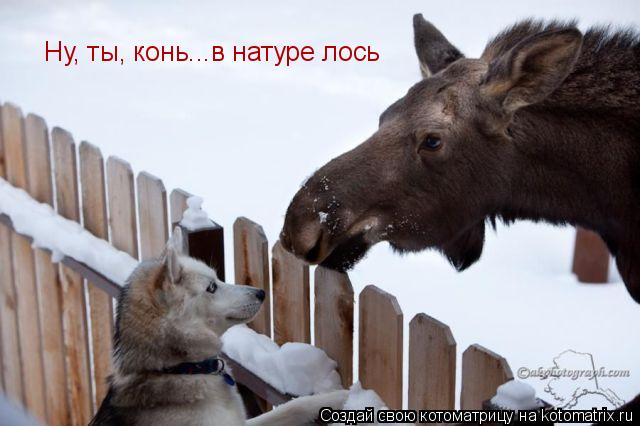 Котоматрица: Ну, ты, конь...в натуре лось
