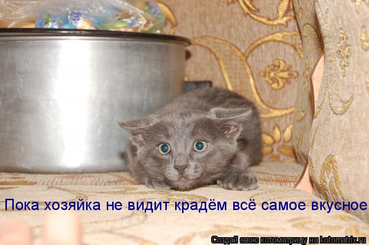 Котоматрица: Пока хозяйка не видит крадём всё самое вкусное!