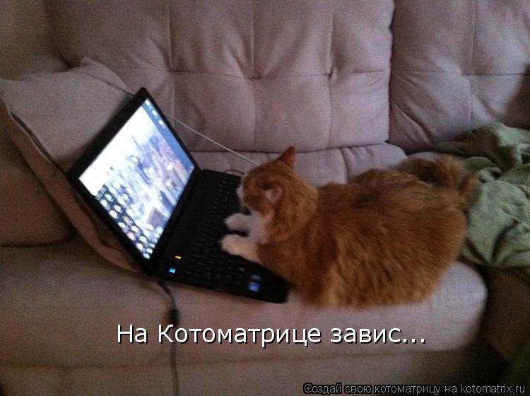 Котоматрица: На Котоматрице завис...