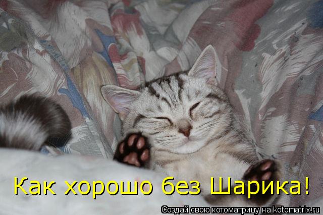 Котоматрица: Как хорошо без Шарика!