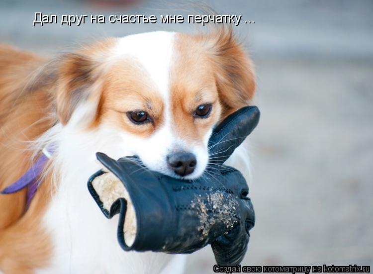 Котоматрица: Дал друг на счастье мне перчатку ...